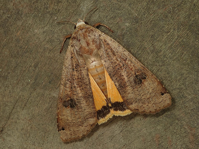 Noctua pronuba ? S